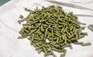 鋸末顆粒一噸能賺多少？顆粒機(jī)廠(chǎng)家給你算了一筆賬